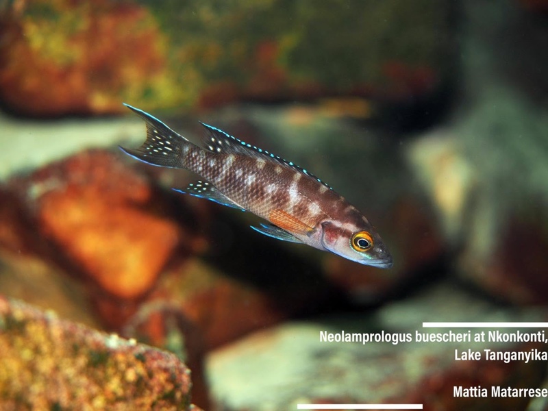 Neolamprologus buescheri 'Nkonkonti Point'